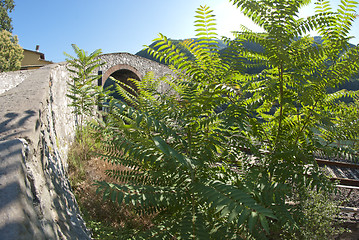 Image showing Devils Bridge Fisheye View, Lucca