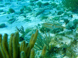 Image showing Flora and Fauna of Caribbean Sea