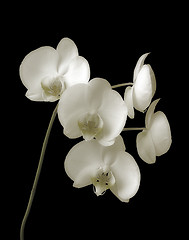 Image showing Orchid-Phalaenopsis