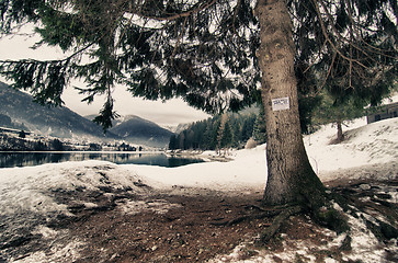 Image showing Vegetation over Lake of Auronzo, Italy