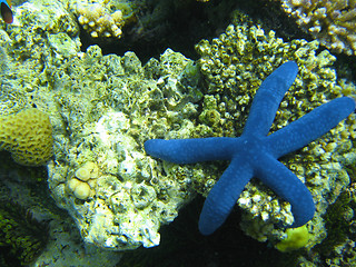 Image showing Underwater Life of Great Barrier Reef