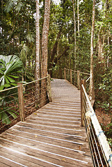 Image showing Rain Forest on the road to Kuranda