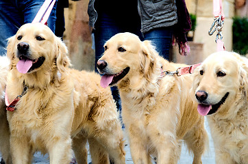 Image showing Three Golden Retriever walking in a Street