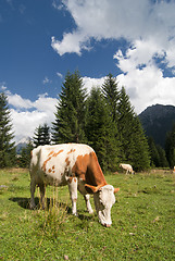 Image showing Grazing Animals on Dolomites Meadows, Italy