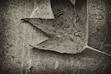 Image showing Autumn Leaf over a Gray Background