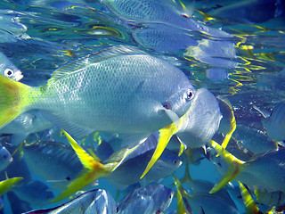 Image showing Underwater Life of Great Barrier Reef