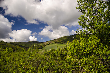 Image showing Meadows Colors of Tuscan Spring