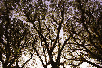 Image showing Textures of Bearded Mossman Trees, Australia