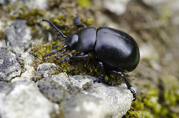 Image showing Cockroach in the Grass