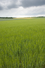 Image showing Rye field