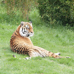 Image showing Siberian or Amur tiger