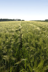 Image showing Rye field