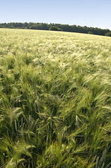 Image showing Rye field