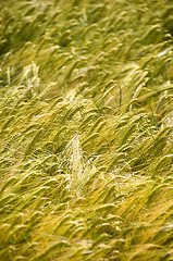 Image showing Rye field