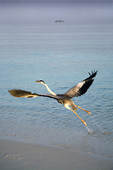 Image showing Heron taking off