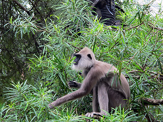 Image showing Hanuman langur