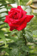 Image showing Flowering red rose after the rain