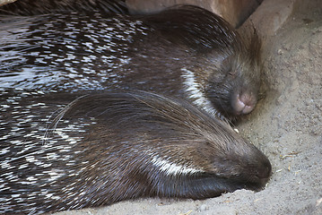 Image showing Indian Crested Porcupines