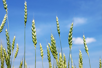 Image showing Green wheat ears