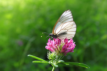 Image showing beautiful butterfly
