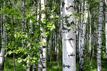 Image showing Birch trees in a summer forest