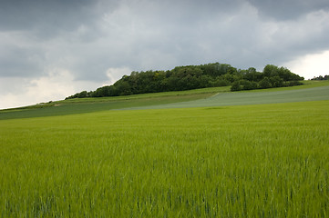 Image showing Rye field