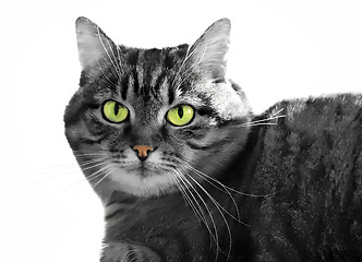 Image showing green-eyed cat            