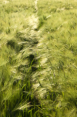 Image showing Rye field