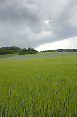 Image showing Rye field