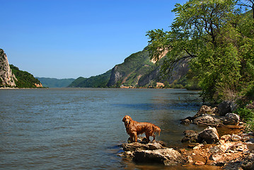 Image showing Dog on Danube riverbank