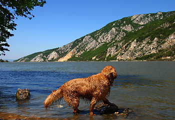 Image showing Dog on Danube riverbank