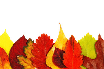 Image showing Autumn leaves