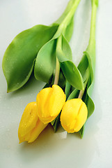 Image showing Yellow tulips