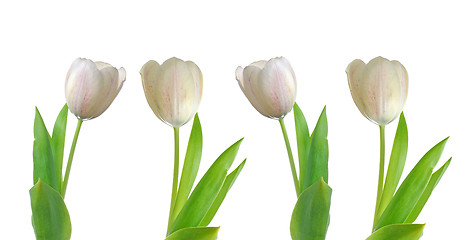 Image showing Four white tulips