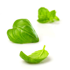 Image showing fresh basil leaves