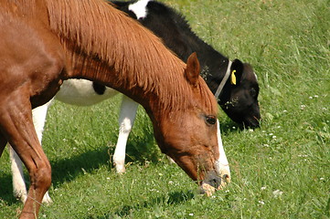 Image showing Horse and Calf