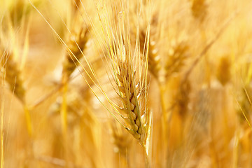 Image showing gold grains in summer time