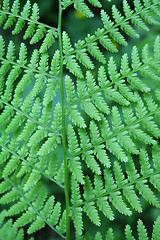 Image showing Fern background      