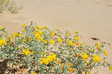 Image showing Beach flowers