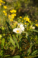 Image showing White rockrose