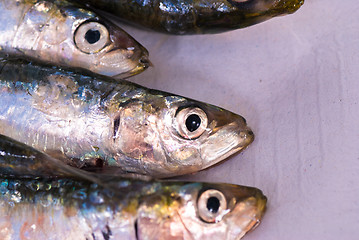 Image showing Sardines