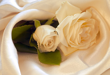 Image showing White roses