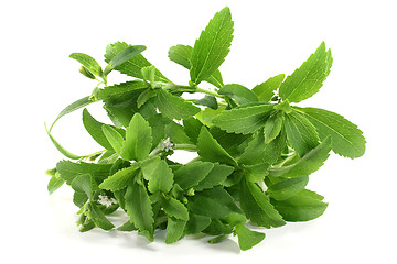 Image showing stevia