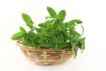 Image showing stevia