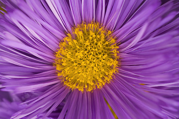 Image showing Purple flower