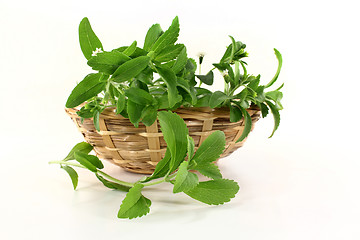 Image showing stevia
