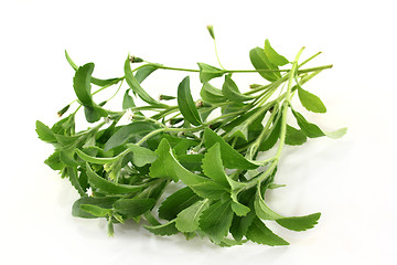 Image showing stevia