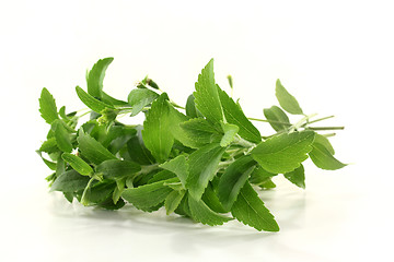 Image showing stevia