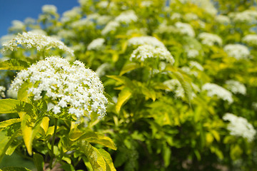 Image showing Flower bushes in a park