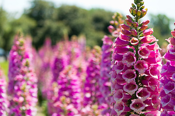 Image showing Lupine Flowers